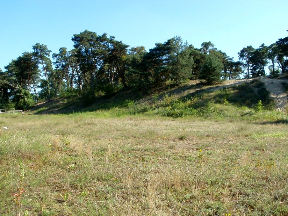 20110801Sandhausen_Duenen15