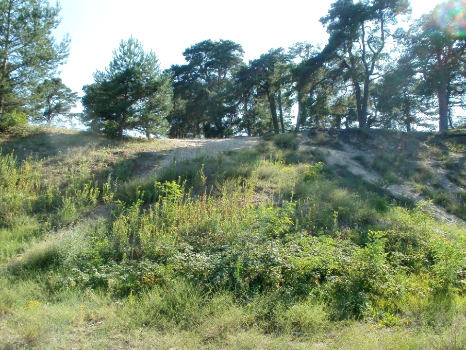 20110801Sandhausen_Duenen08
