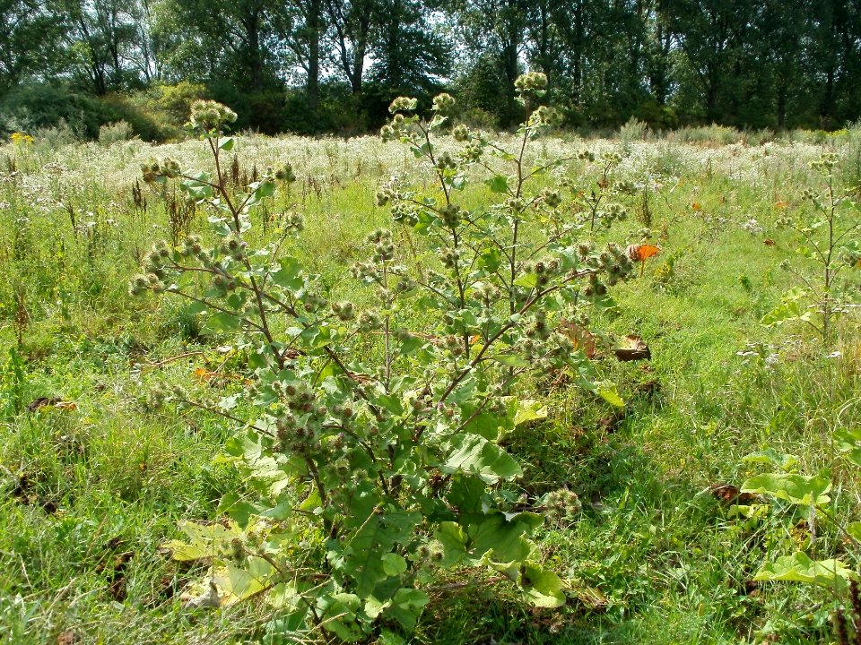 20110728Verwildertes_Rhabarberfeld_Reilingen09