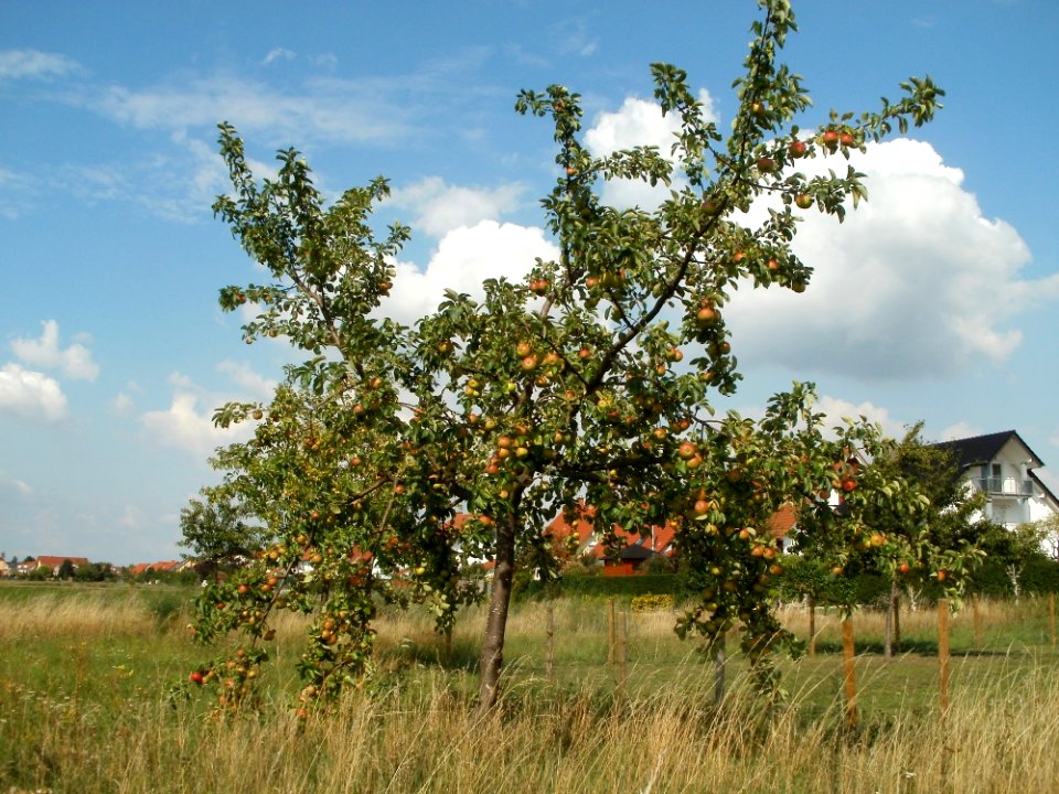 20110728Streuobstwiese_Neulussheim1