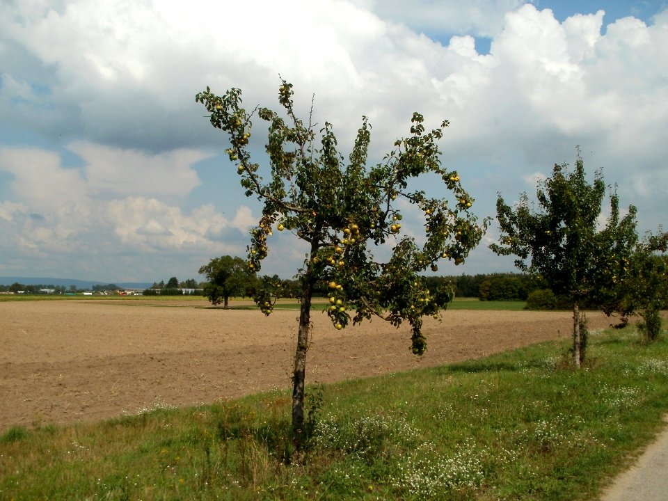 20110728Streuobstwiese_Altlussheim3