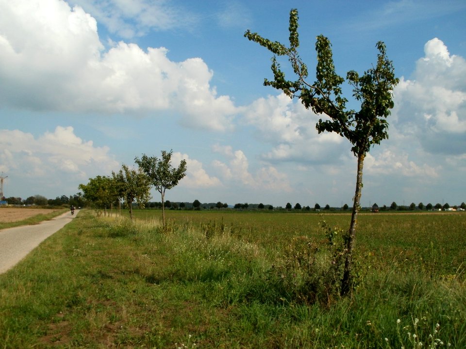 20110728Streuobstwiese_Neulussheim5