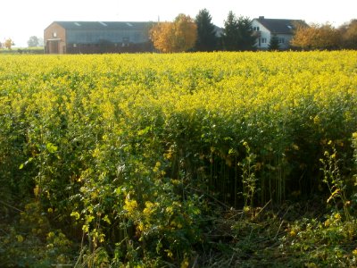 20111101Rapsfeld_Seehaus