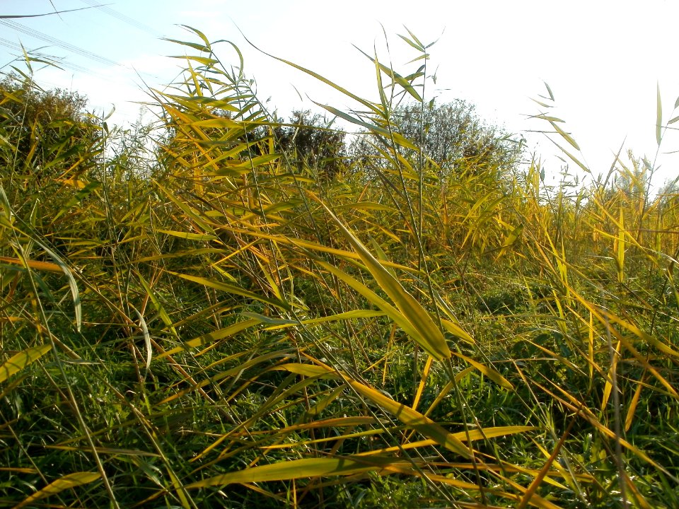 20111101Phragmites_australis03