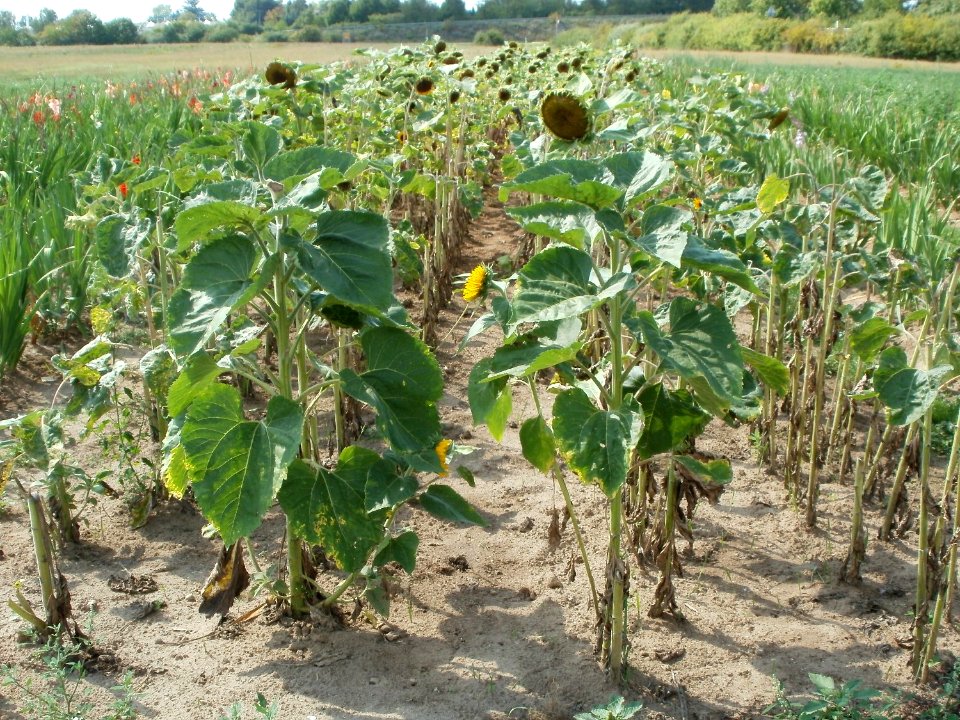 20110728Sonnenblumen_Altlussheim