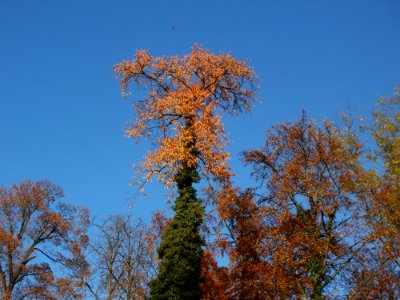 20111106Schlossgarten_Schwetzingen16
