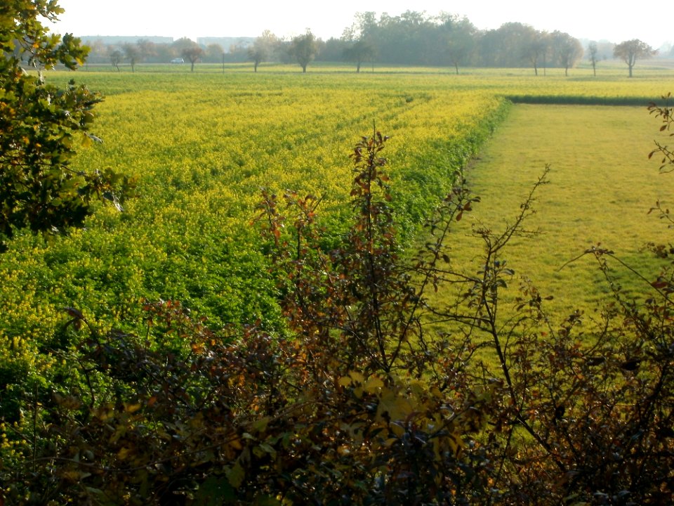 20111101Schanzenbuckel_Wiesen_2
