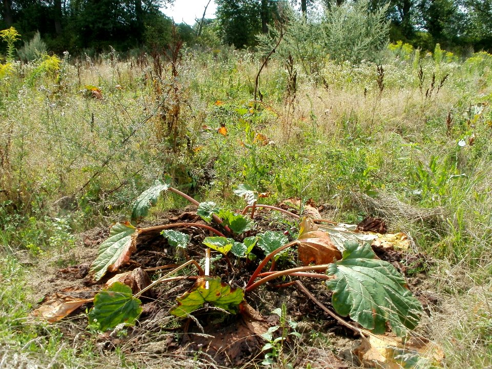 20110728Verwildertes_Rhabarberfeld_Reilingen07