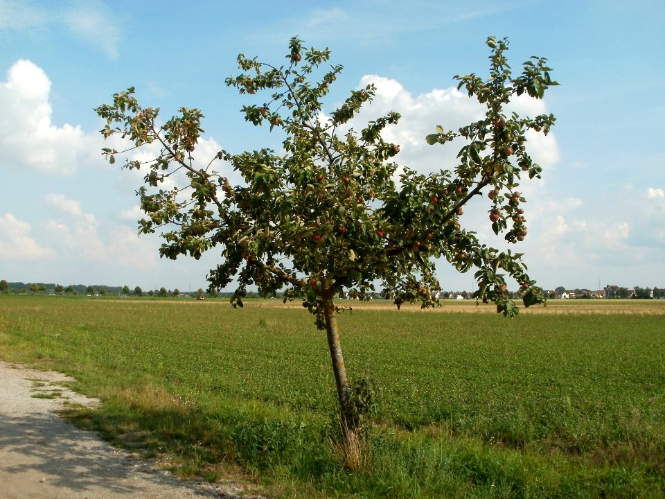 20110728Streuobstwiese_Neulussheim4