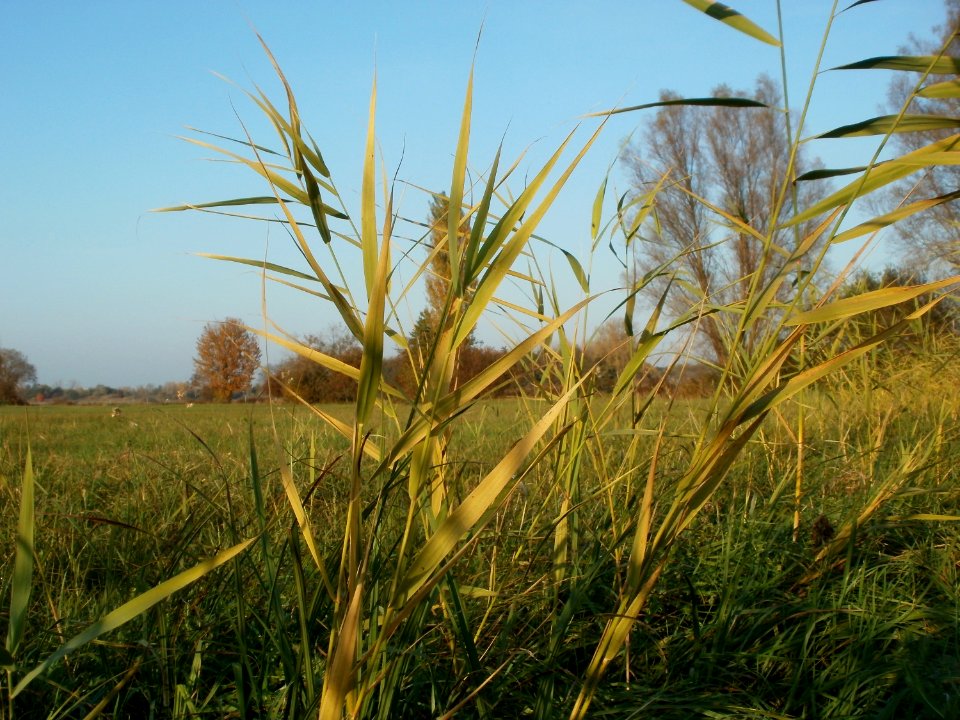 20111101Phragmites_australis04