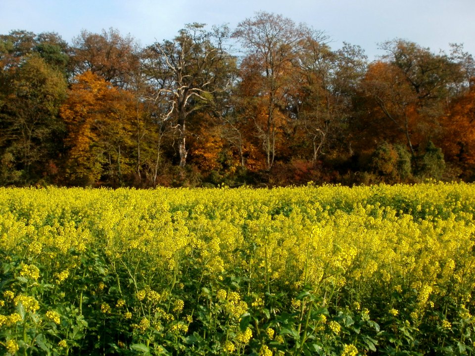 20111101Schanzenbuckel_Wiesen_3