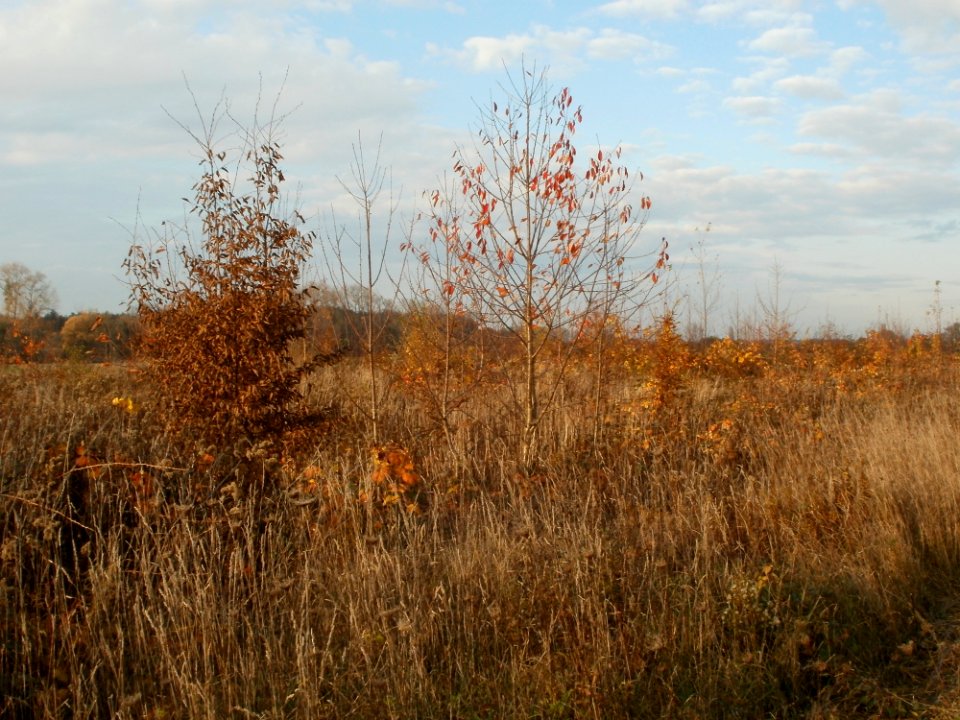 20111102Horststuecker3
