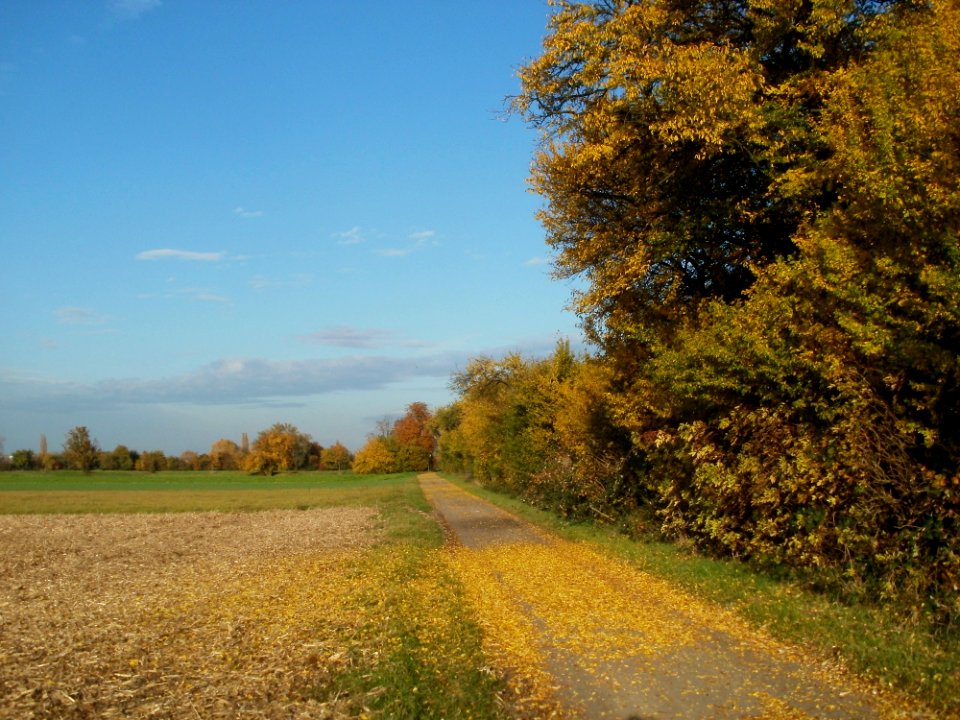 20111102Mirabellenhecke_Horststuecker2