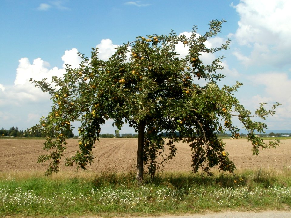 20110728Streuobstwiese_Altlussheim2