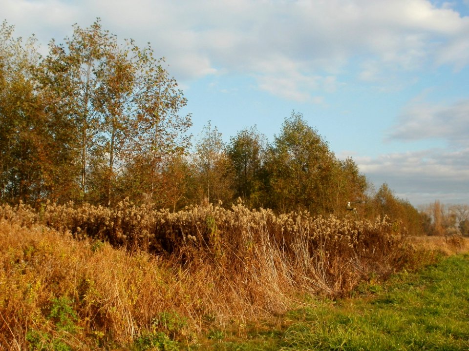 20111102Schwarzes_Teich09