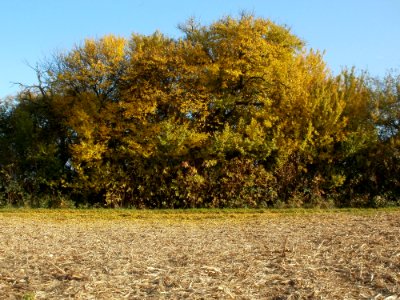 20111102Mirabellenhecke_Horststuecker6