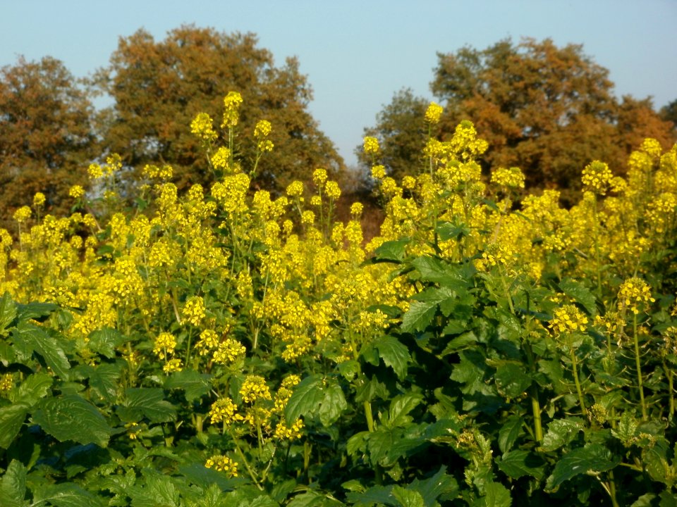 20111101Schanzenbuckel_Wiesen_5