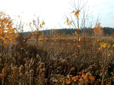 20111102Horststuecker2