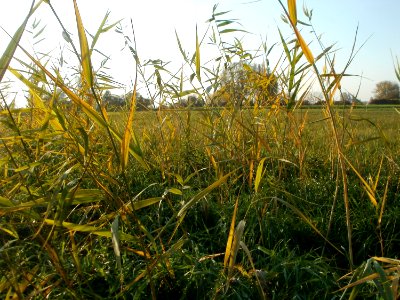 20111101Phragmites_australis05