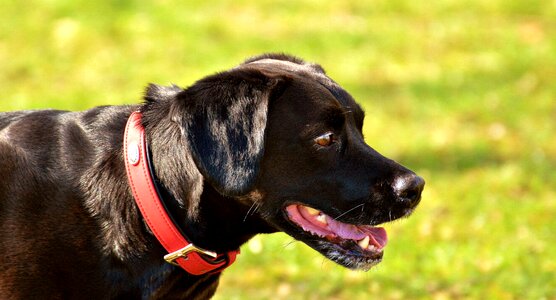 Pet dog head big dog photo