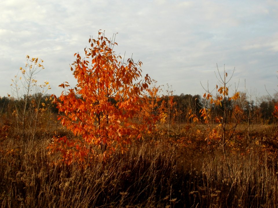 20111102Horststuecker1