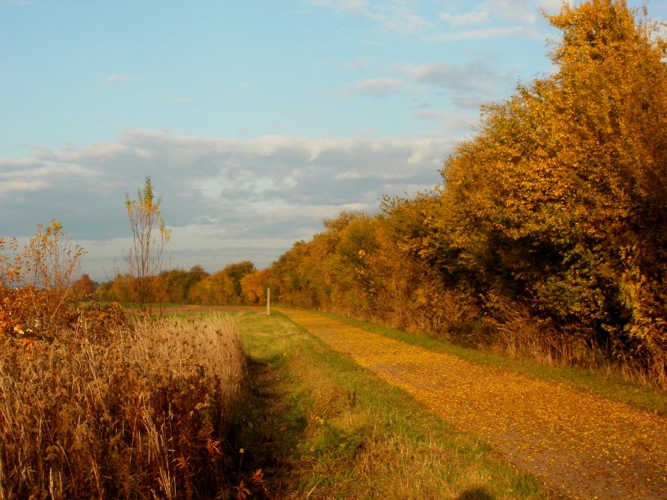 20111102Mirabellenhecke_Horststuecker4