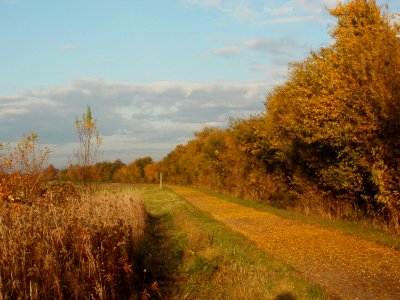 20111102Mirabellenhecke_Horststuecker4