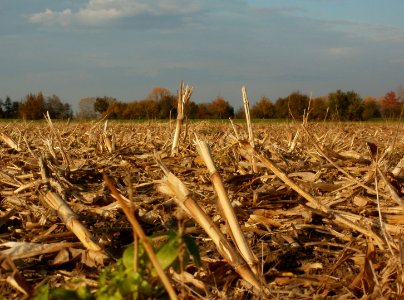 20111102_Horststuecker1