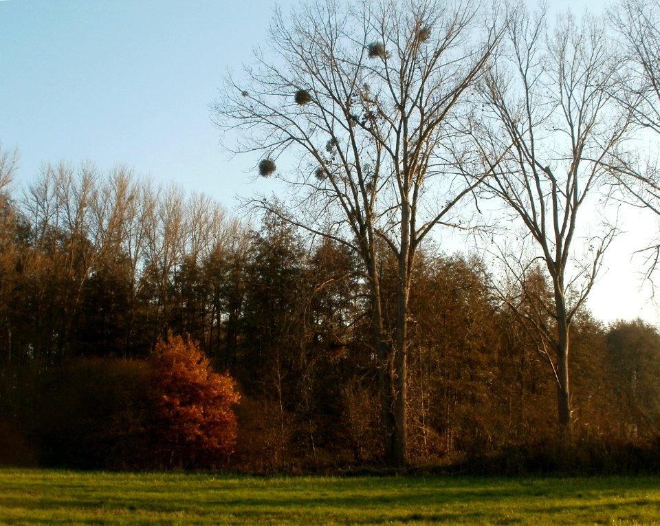 20111121Silz12