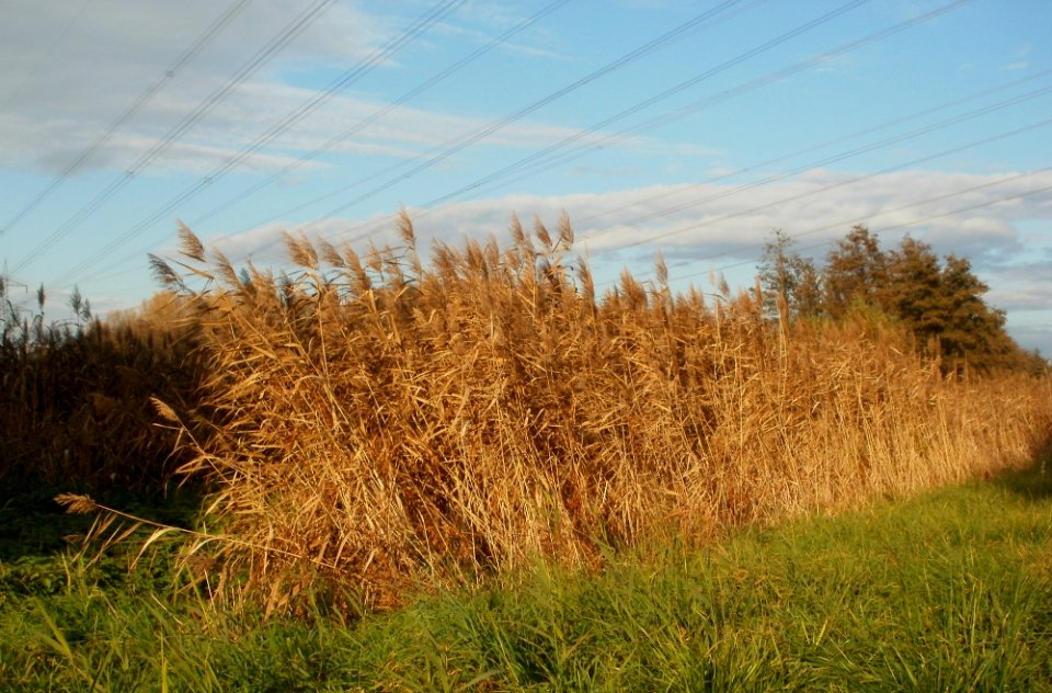 20111102Schwarzes_Teich02