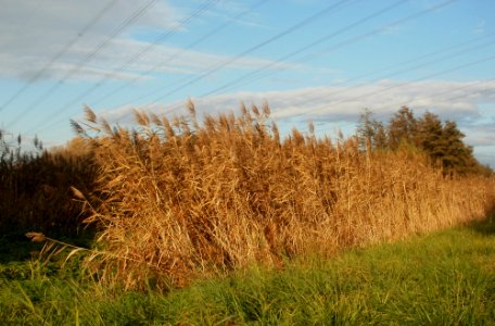 20111102Schwarzes_Teich02