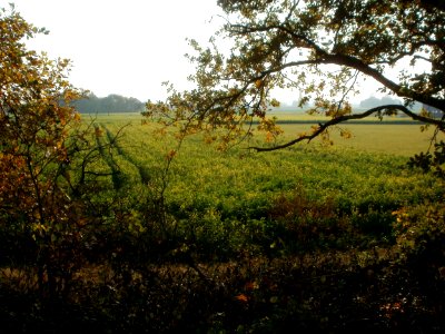 20111101Schanzenbuckel_Wiesen_1