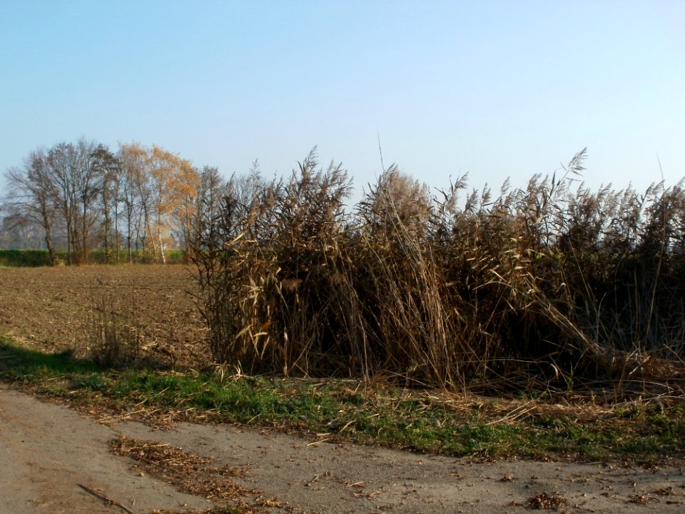 20111113Schilf_Hockenheim6