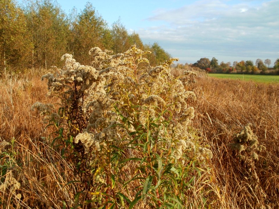 20111102Schwarzes_Teich07
