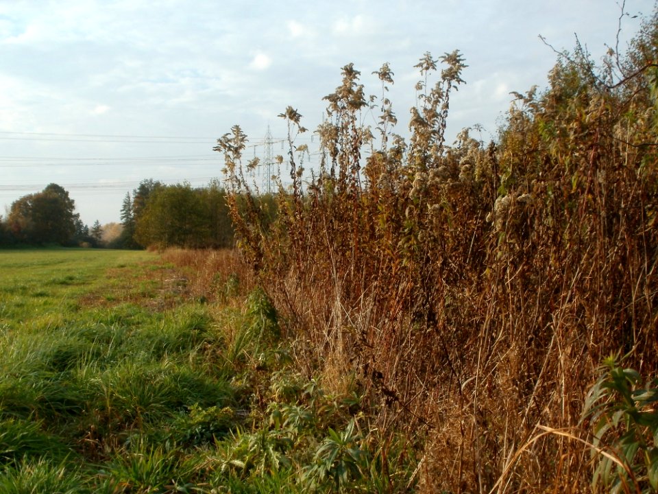 20111102Schwarzes_Teich10