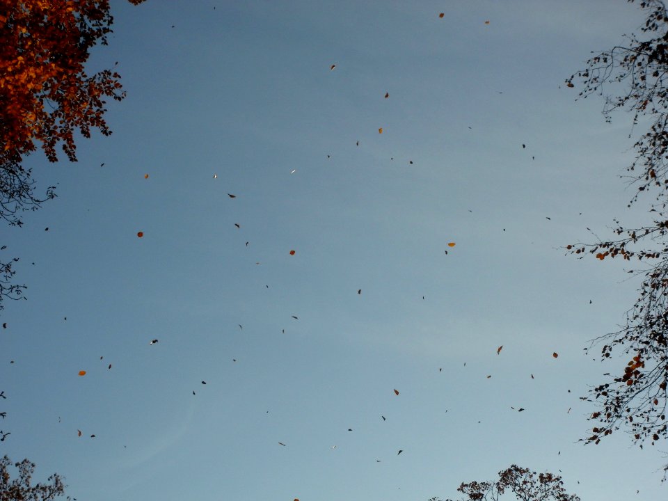 20111106Schlossgarten_Schwetzingen18