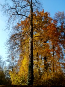 20111106Schlossgarten_Schwetzingen17