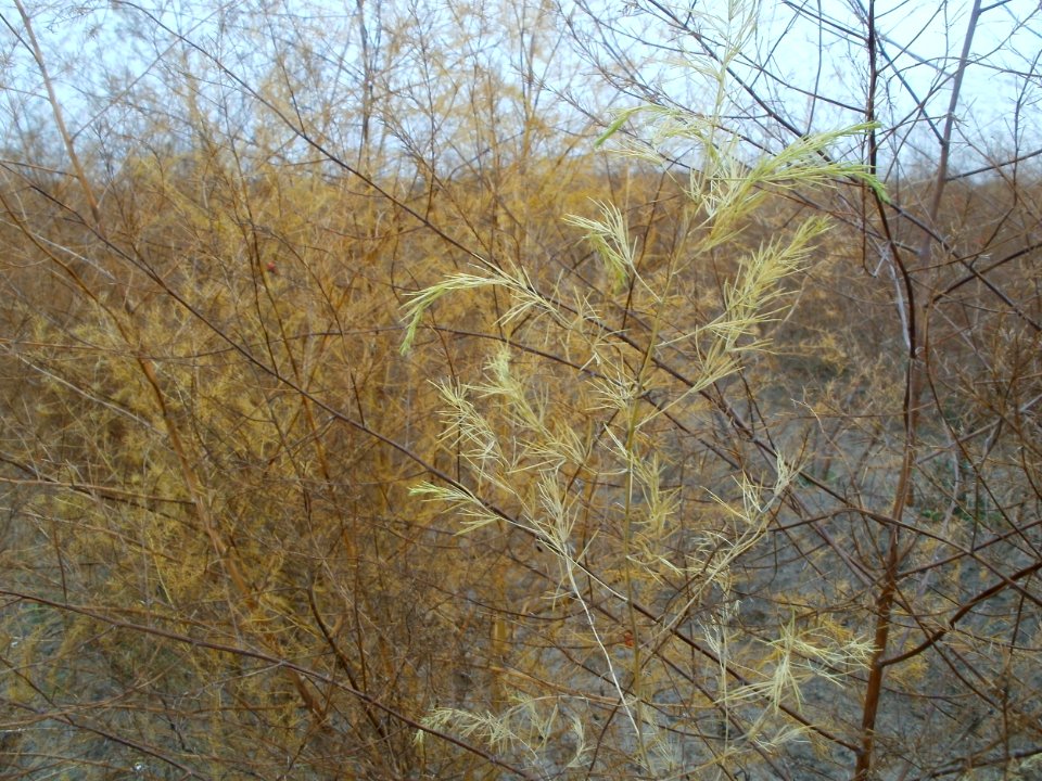 20111112Spargelfeld_Hockenheim5