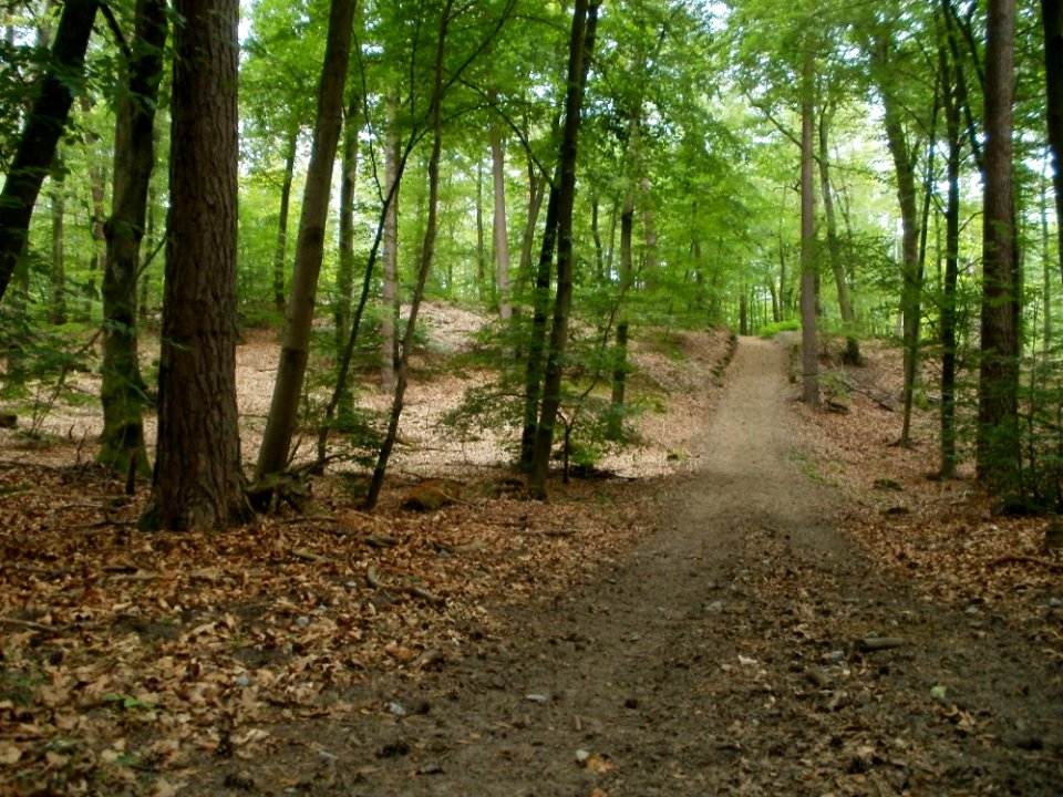 20110731Reilinger_Eck39