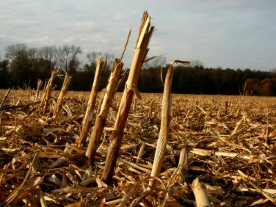 20111102_Horststuecker2