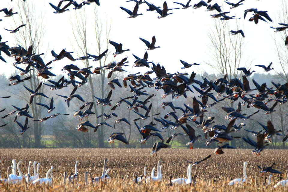 Swans goose migratory bird