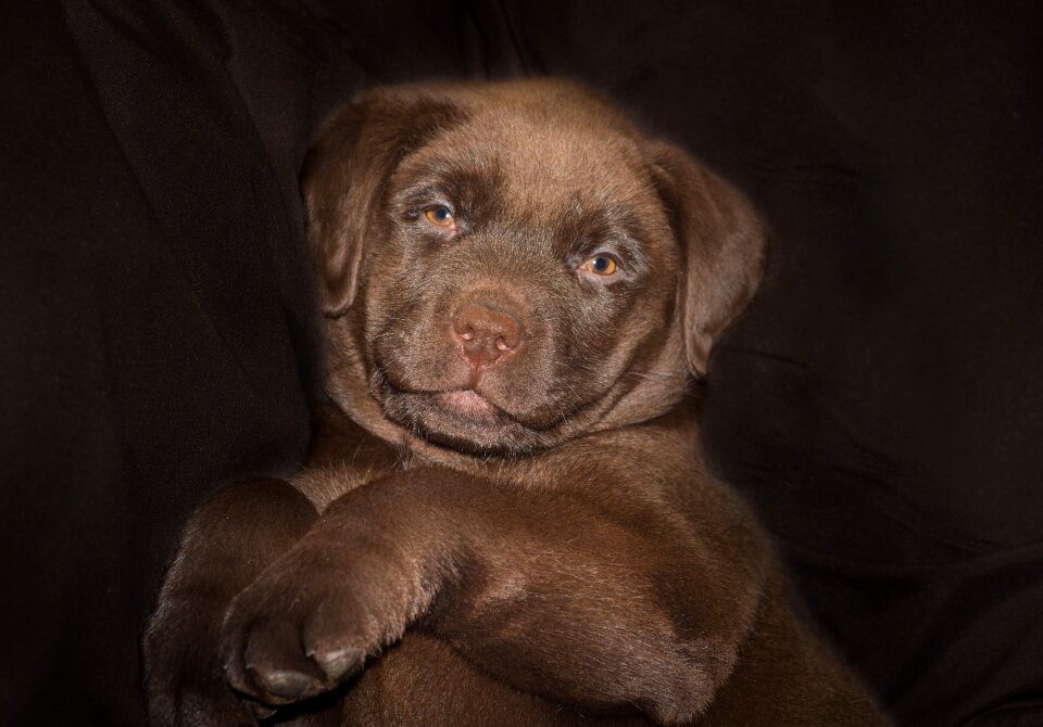 Sweet brown chocolate