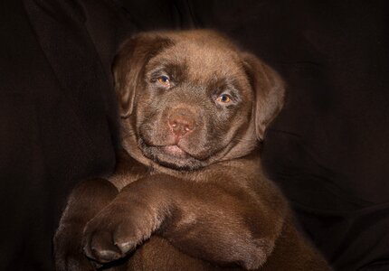 Sweet brown chocolate