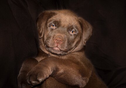 Sweet brown chocolate photo