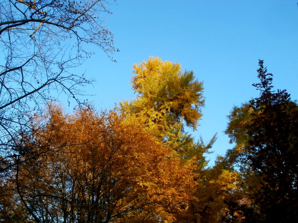 20111106Schlossgarten_Schwetzingen23