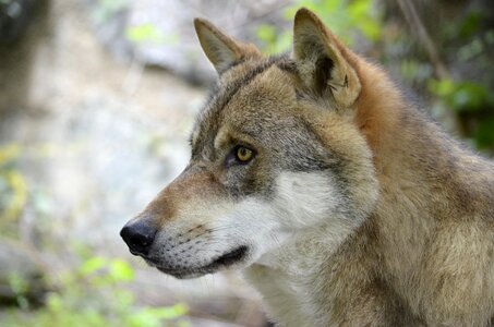 Dangerous snout animal