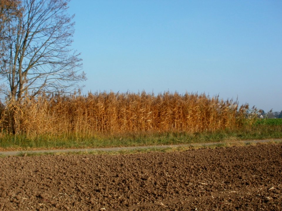 20111113Schilf_Hockenheim1
