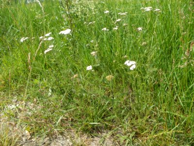20120527Achillea_millefolium1
