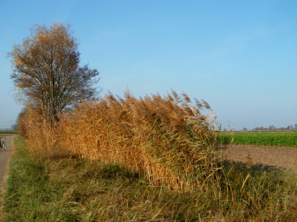 20111113Schilf_Hockenheim2