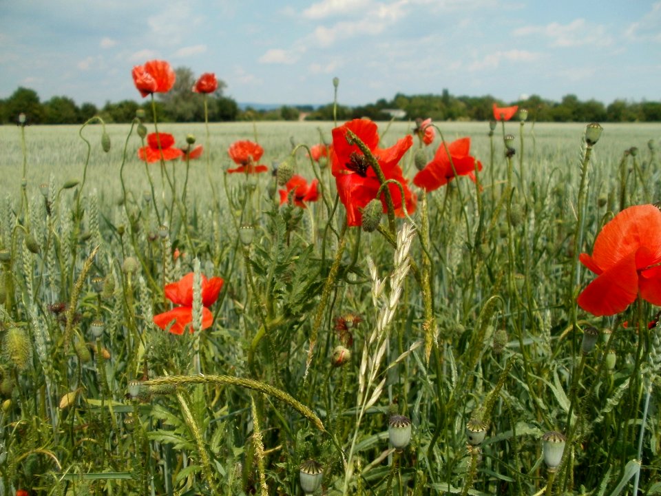 20120528Mohn_Weizenfeld_Hockenheim2